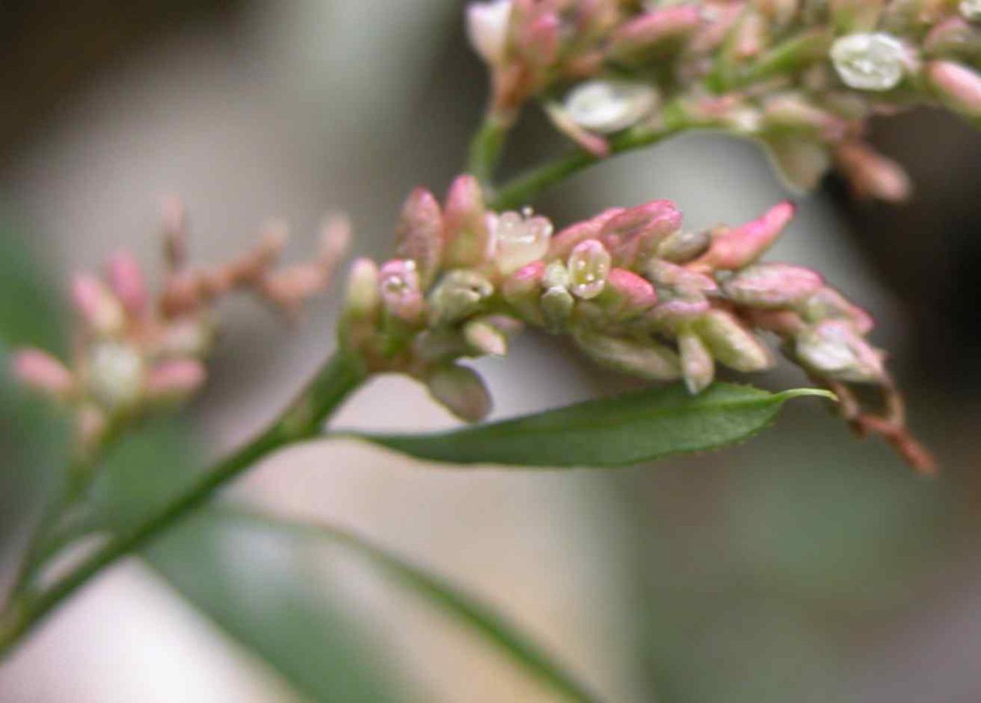 Water-pepper flower